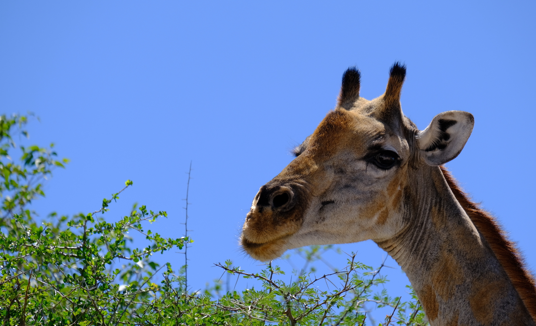 In Gedanken in Afrika!